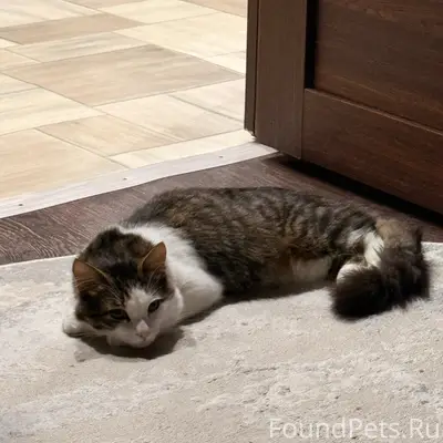 Пропал кот Перс, 6 мкр (Финки)