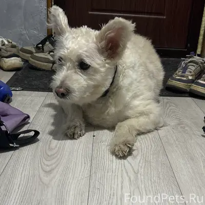 Пропала собака