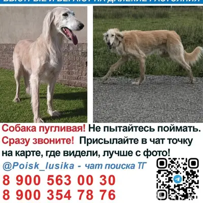 Пропала борзая, Калининград и область