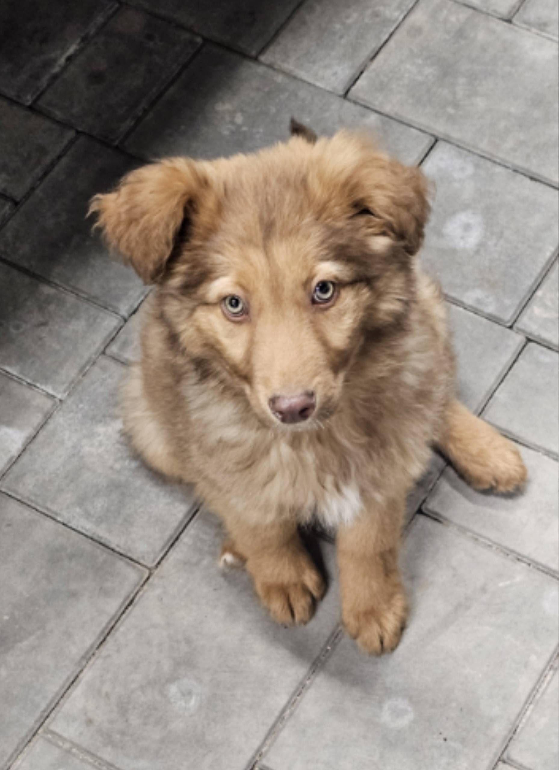 Найден щенок, пос. Мирное