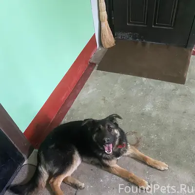 Пропала собака, м. Русиново, Калужская область