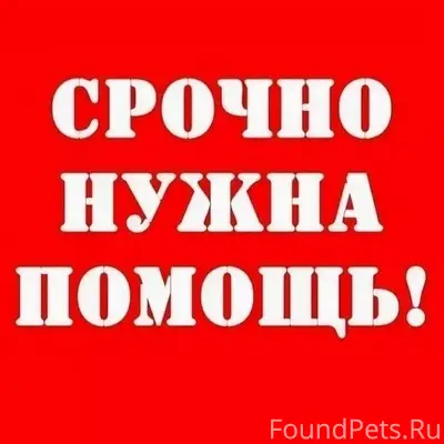 Пропал пёс Тихон, Уфа