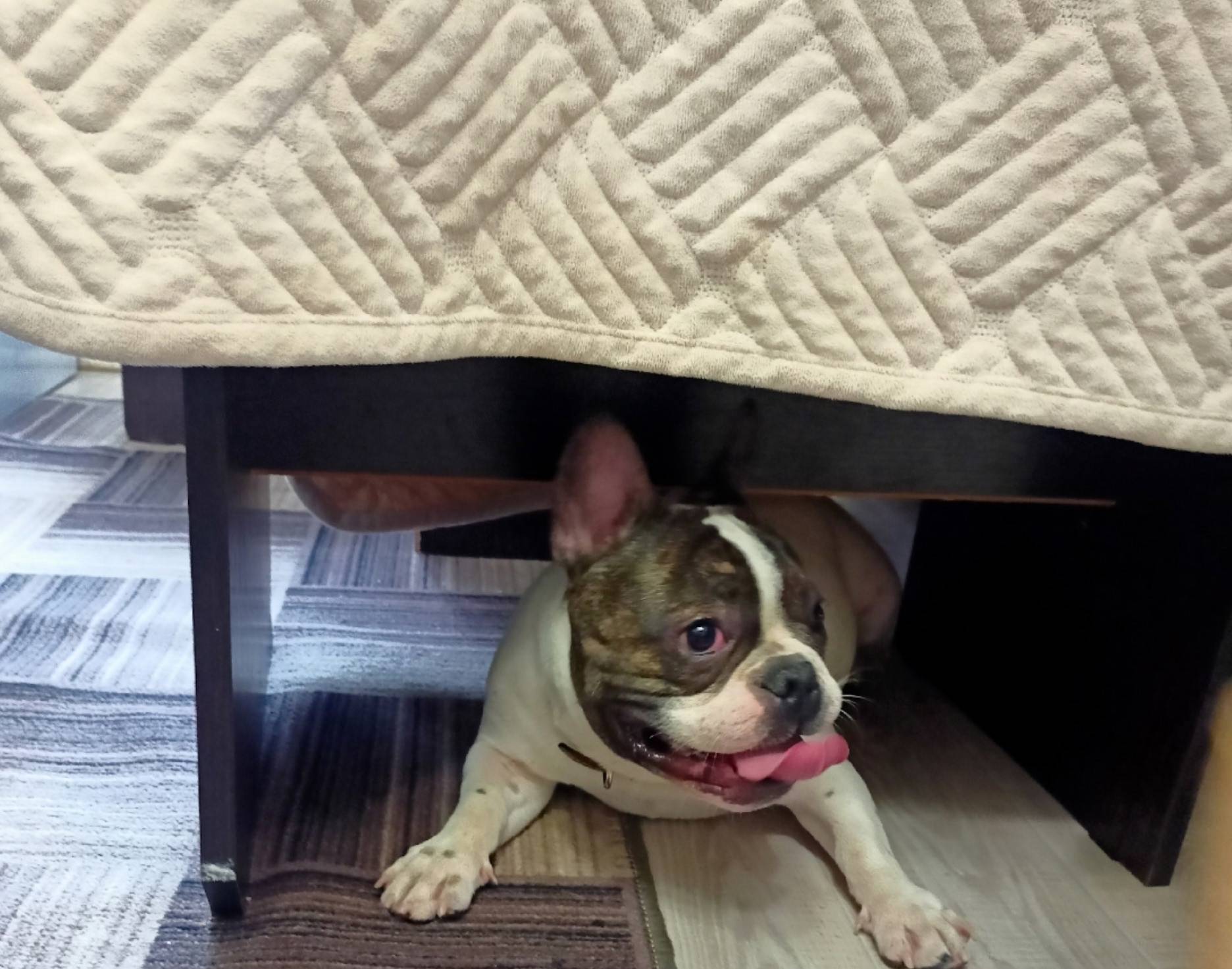 Пропал Элвин, деревня Чернятино/Схт