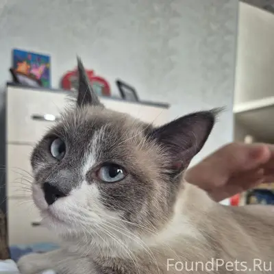 Пропали кошка и кот, район Ленинского парка