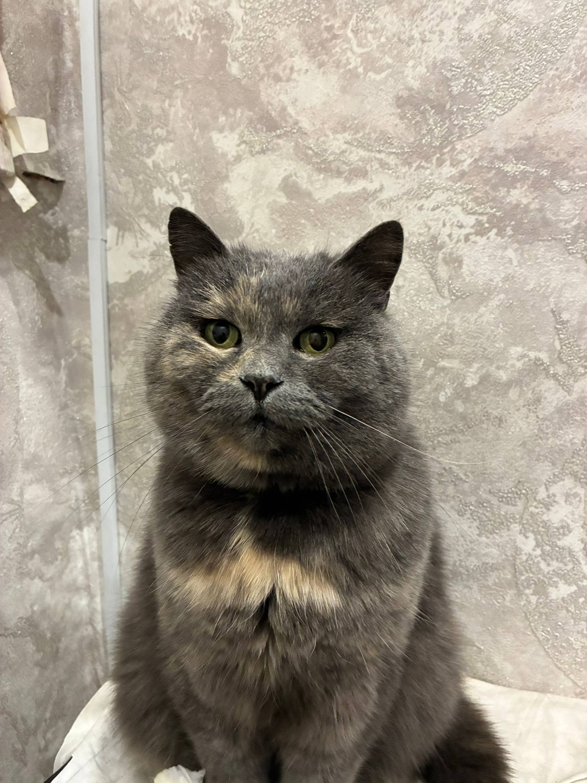 Пропала кошка Муся, Заполотье (Полоцк)