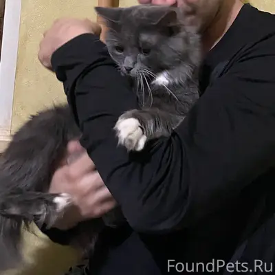 Пропал кот Тима, Проезд Торфмарша