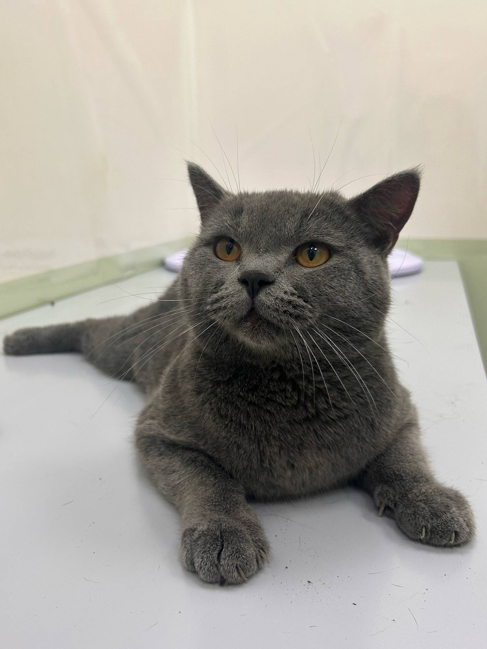 Найден британец, центр