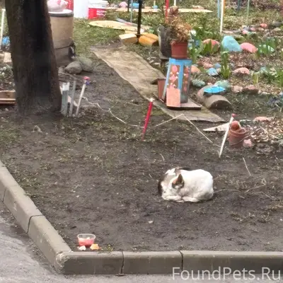 Найден пёс, хромает, улица Красной звезды