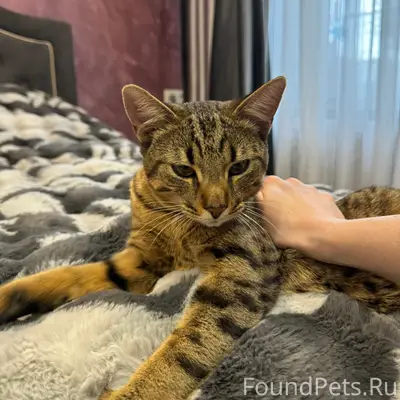 Найден кот, Калининский район