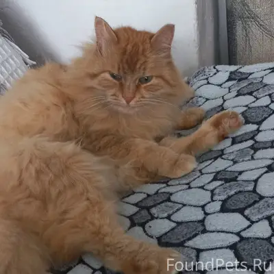 Пропал кот, район Рельсовой 88
