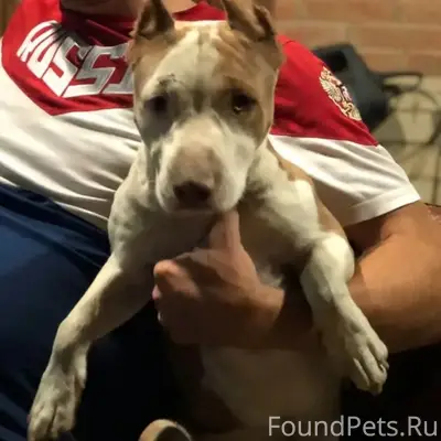 Пропал стафф Джеф, Пашковка