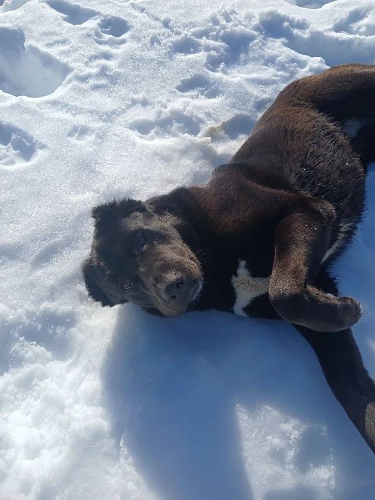 Пропала алабай Рада, деревня Головино