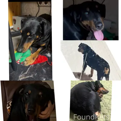 Пропал терьер Тима, лес