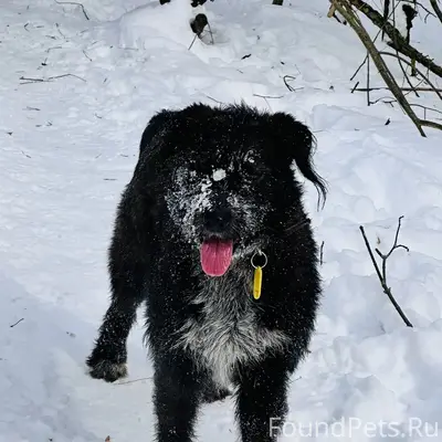 Пропала собака Золя