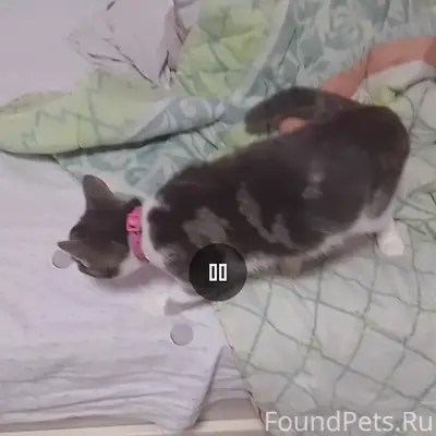 Пропала кошка, Симферополь, улица Зуйская