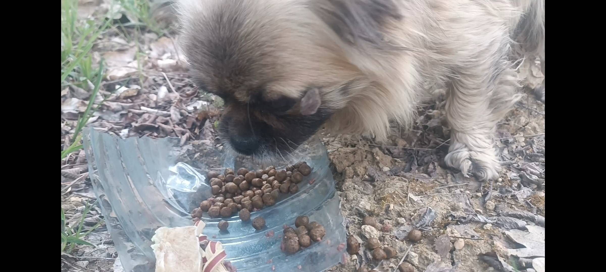 Найден пекинес или тибетский спаниель, Передовой