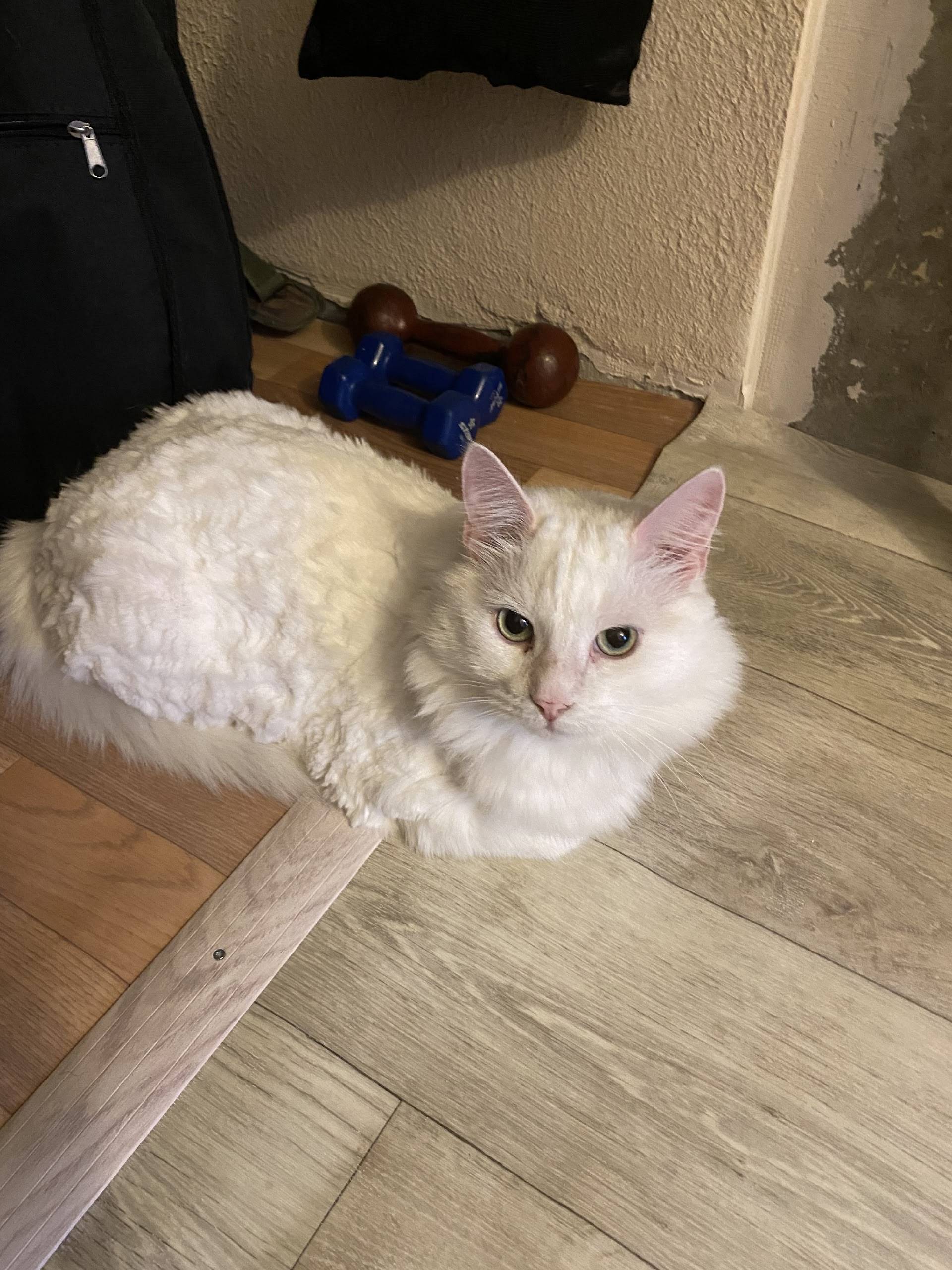 Пропал кот Айс, Калининский район