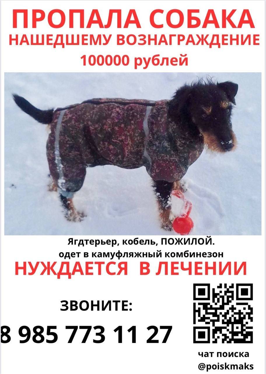 Пропал жесткошерстный ягдтерьер Макс, Москва