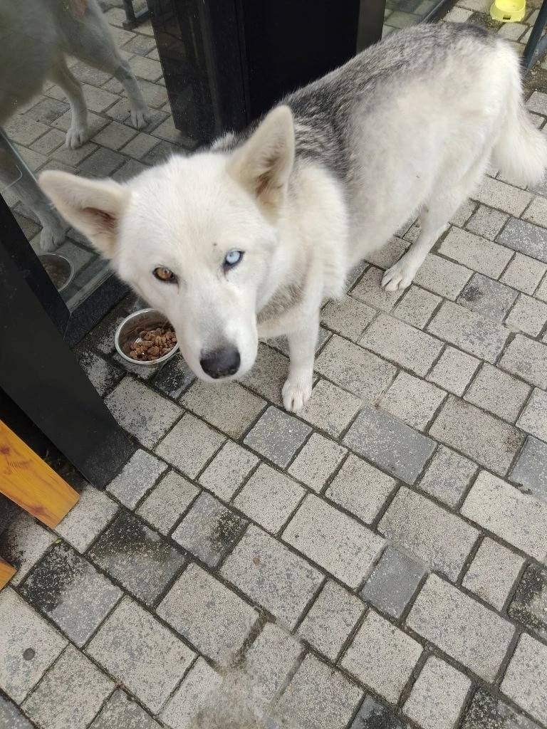 Найден хаски, Небуг