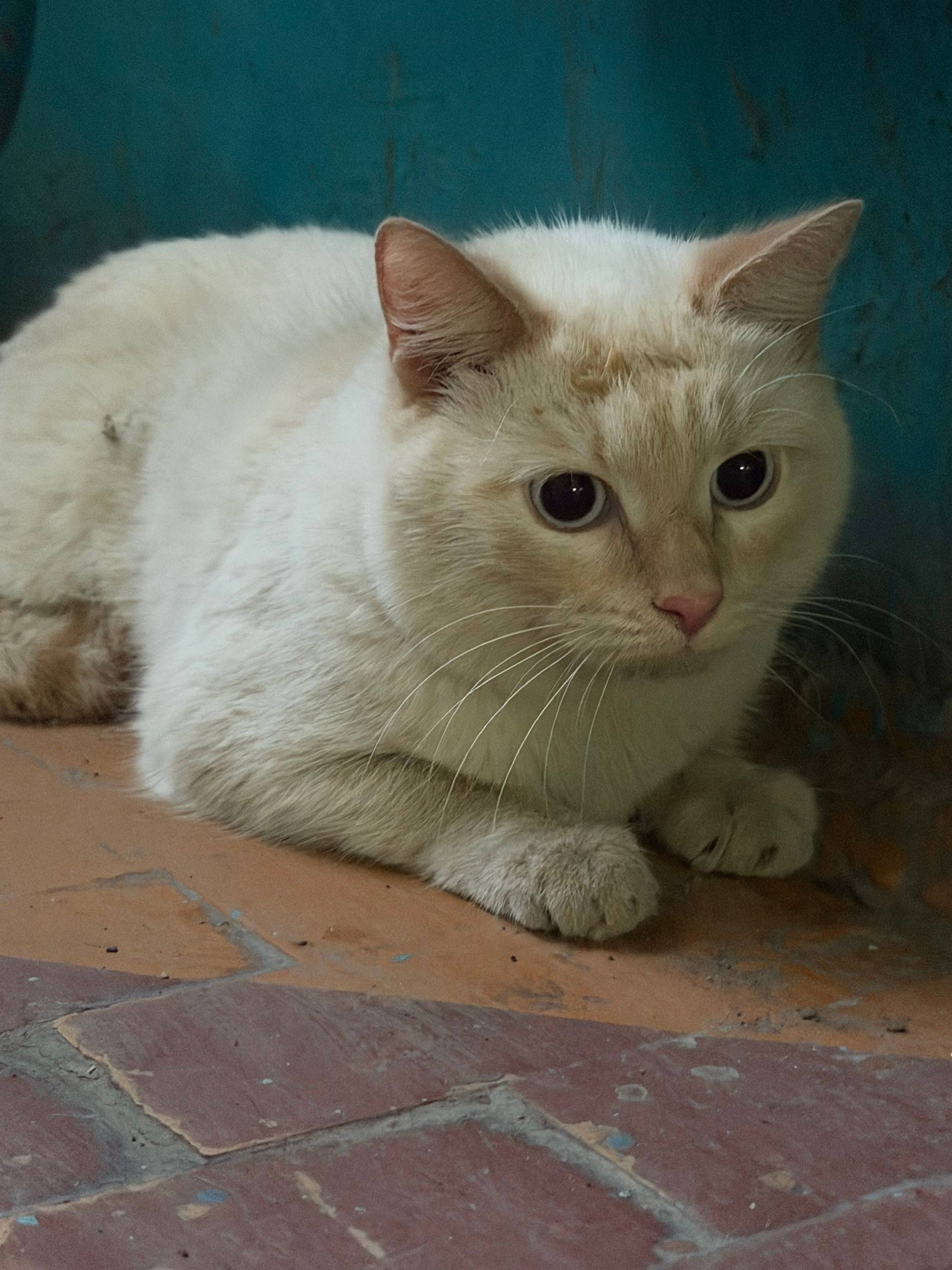 Найдена кошка, мкр. Черемошники