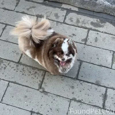 Пропал шпиц Ричи, Люберцы