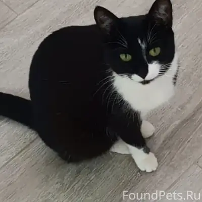 Пропала кошка, район улиц Солнечная и Изумрудная
