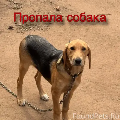 Пропала собака Пальма, деревня Бобровец