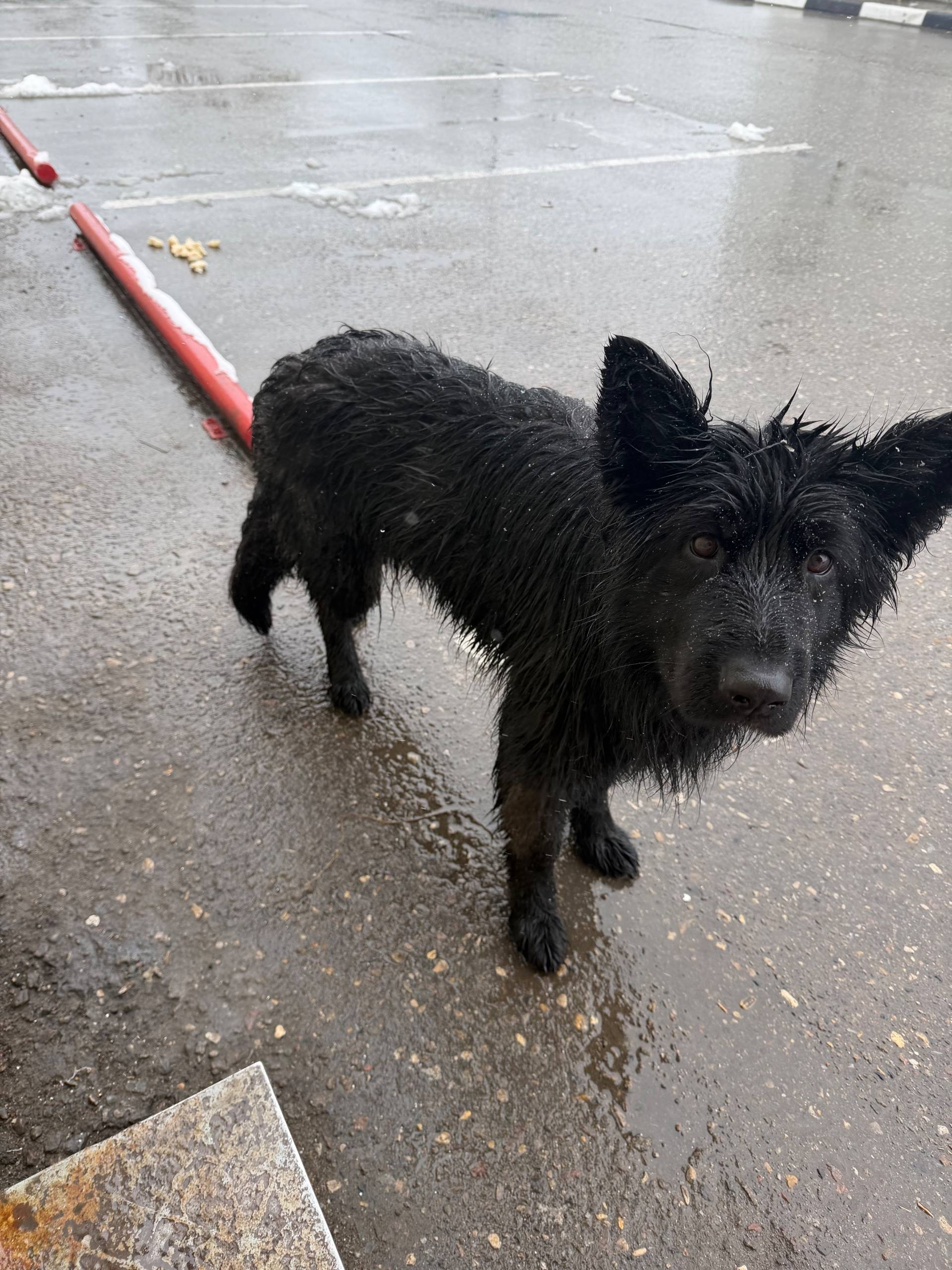 Найден метис овчарки, Новорижское шоссе