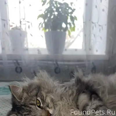 Пропал котёнок Петруша, район столовой Эспрессо