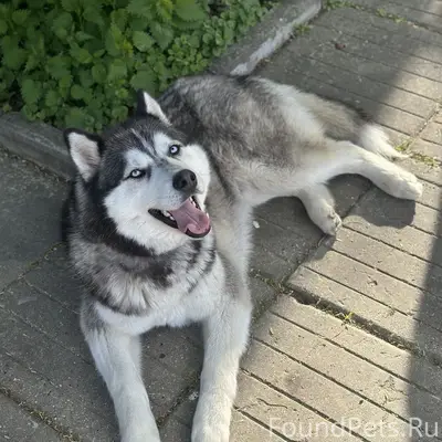 Пропала собака хаски Миша 