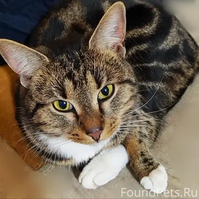 Пропал котик Потап. Город  Раменское.