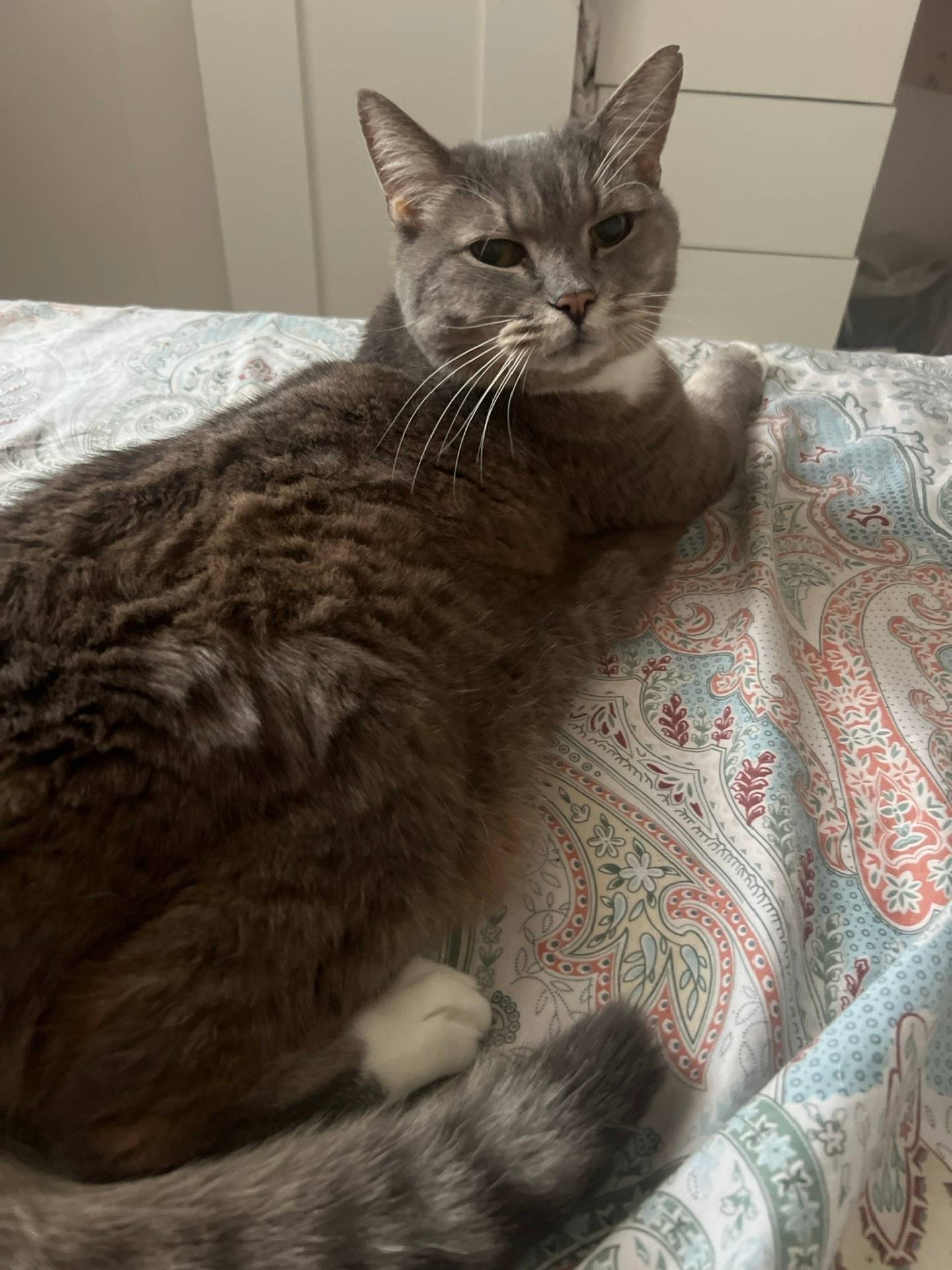 Пропал кот, Сабурова