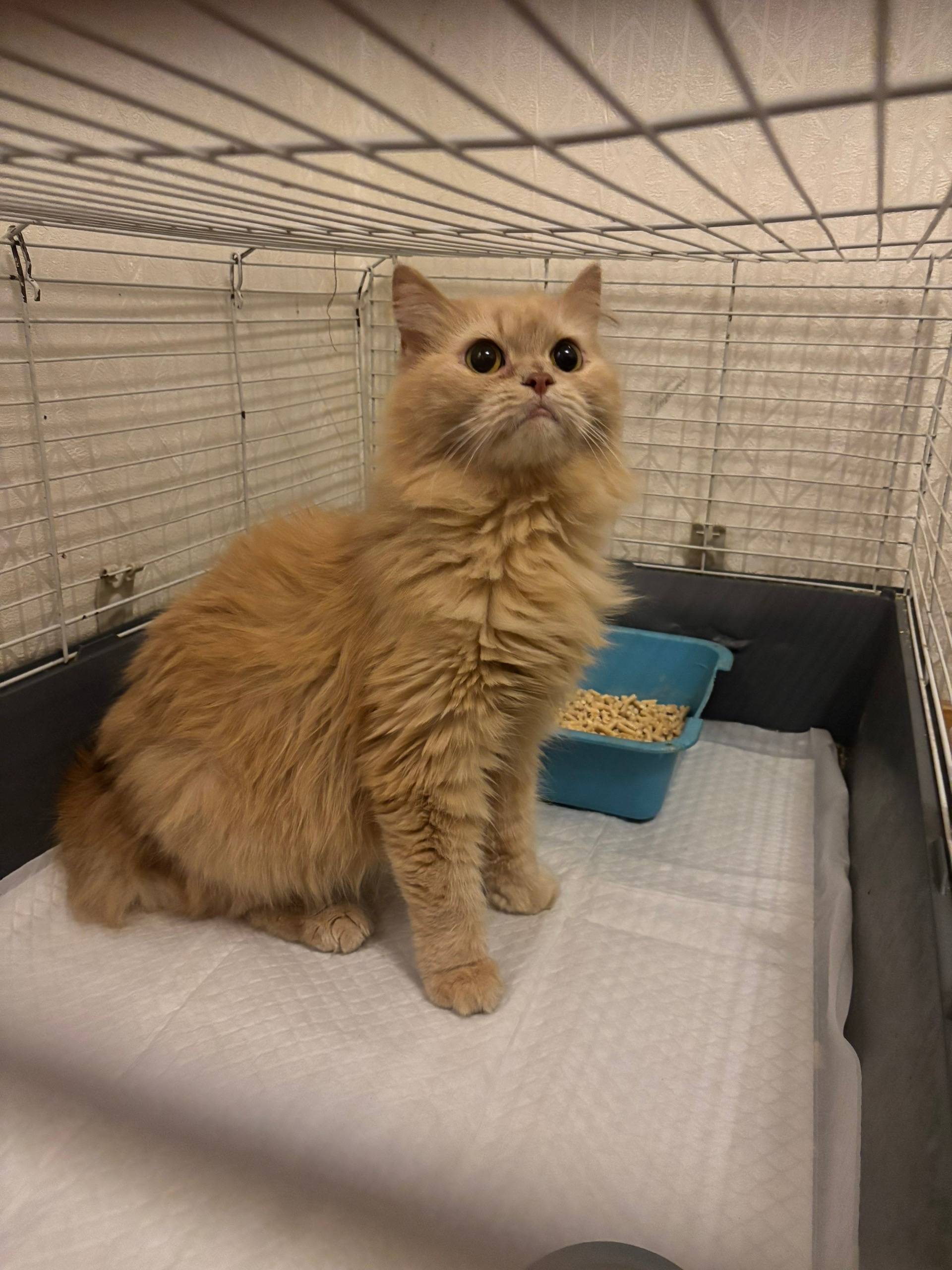 Найдена кошка, Санкт-Петербург