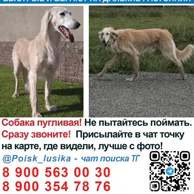 Пропала борзая, Калининградская область