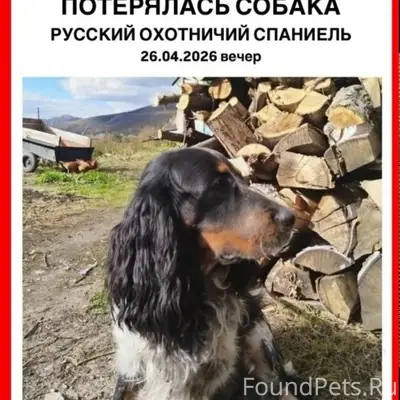 Пропал русский охотничий спаниель Айрон, Энергетиков, 39
