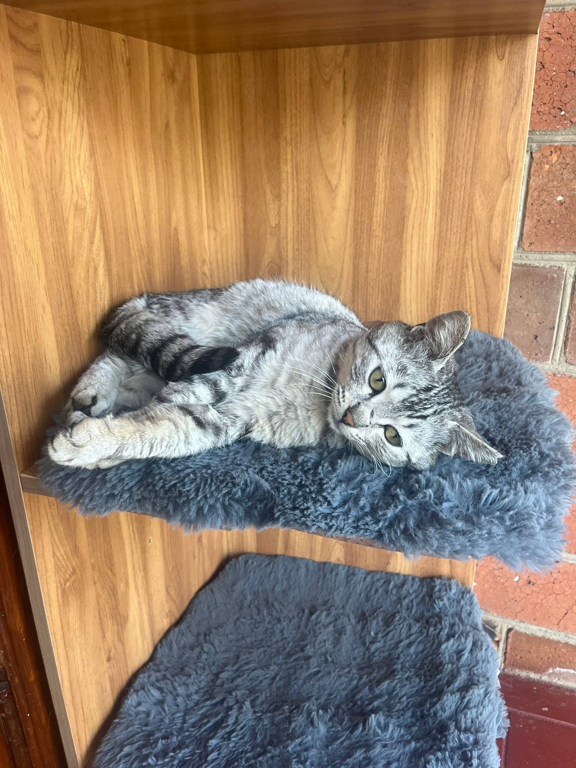 Пропал кот Барсик, улица Сосновая, Вёшки