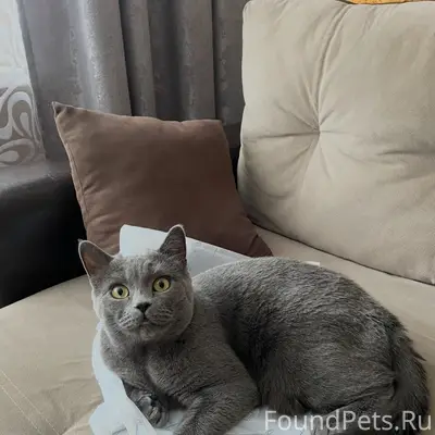 Пропала кошка Сима