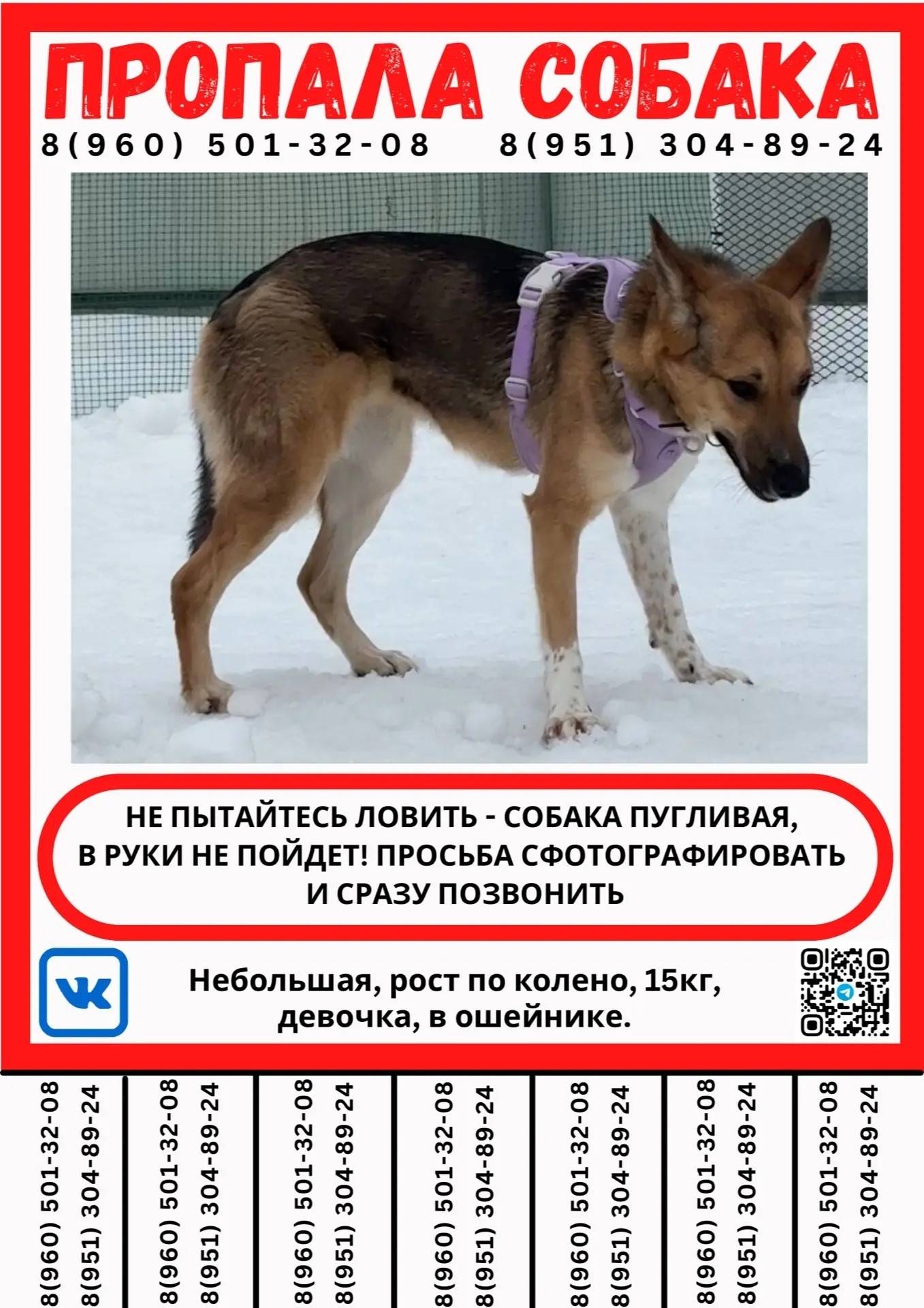 Пропала собака, 