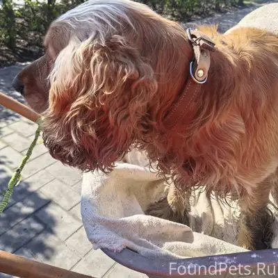 Найден кобель, район пивзавода (Багнюка, 2)