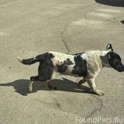 Найден пёс, Самара, южное шоссе