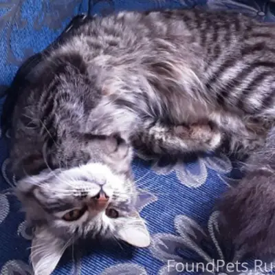 Пропал кот, есть синий ошейник