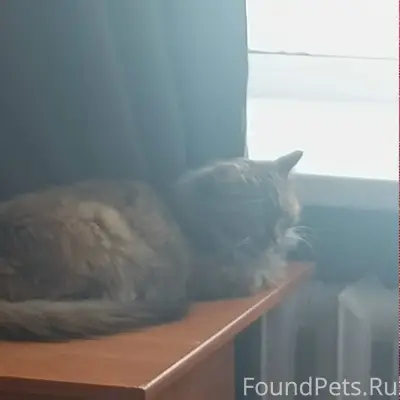 Пропала кошка,
