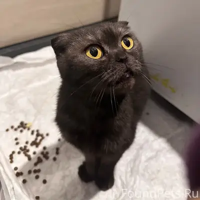 Найдена вислоухая кошка, Сормовский район