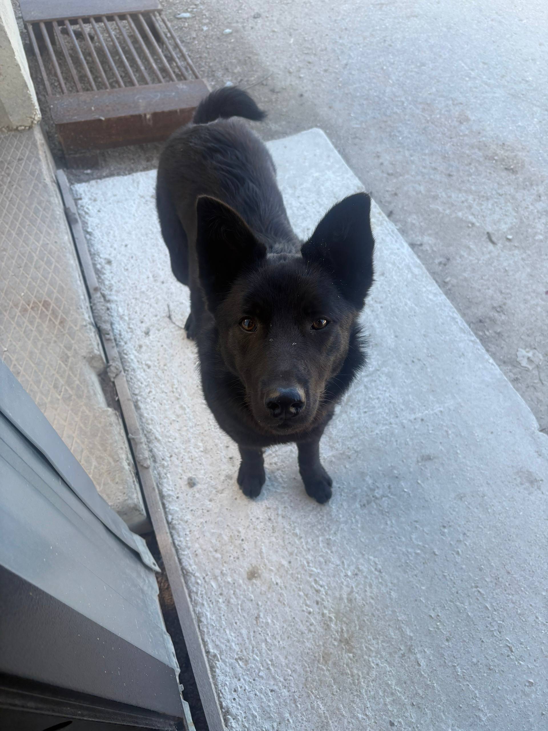 Найденна собака, район пляжа Ушакова балка