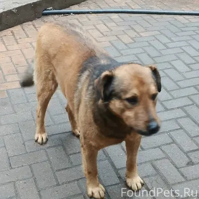 Пропал пёс, неизвестно где