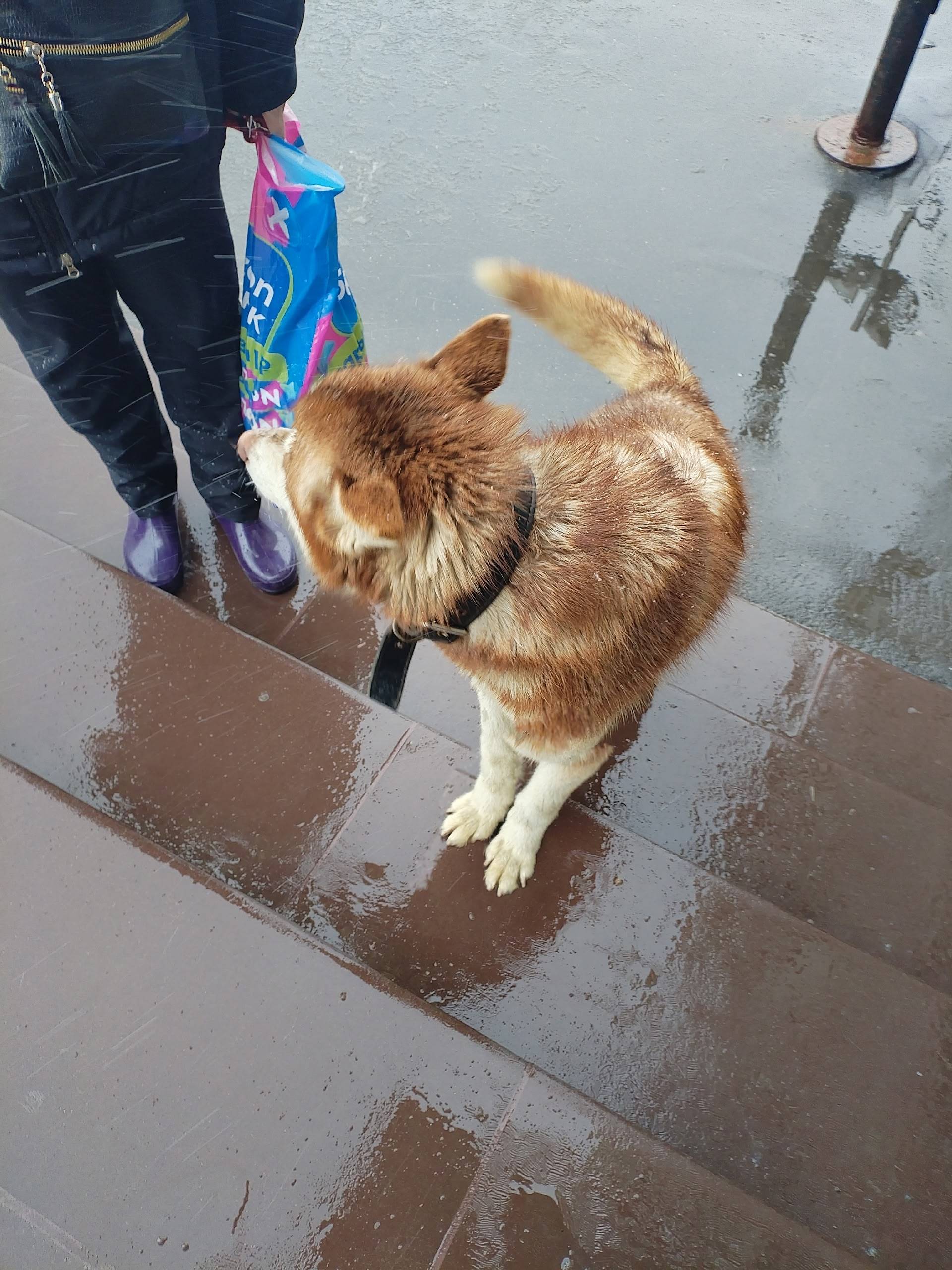 Найден хаски, молодой щенок