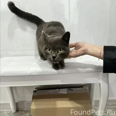 Найдена кошка, Кувандык