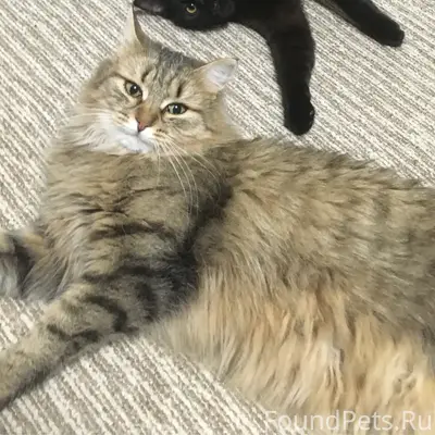 Пропала кошка, деревня Ярово