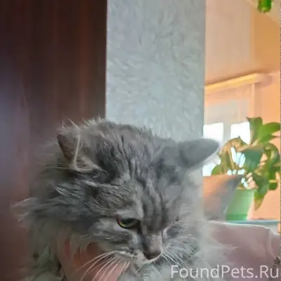 Найдена кошка, 3 мкр