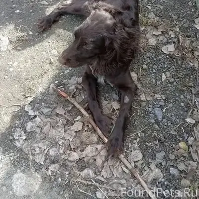 Найден пёс, кобель, ММС